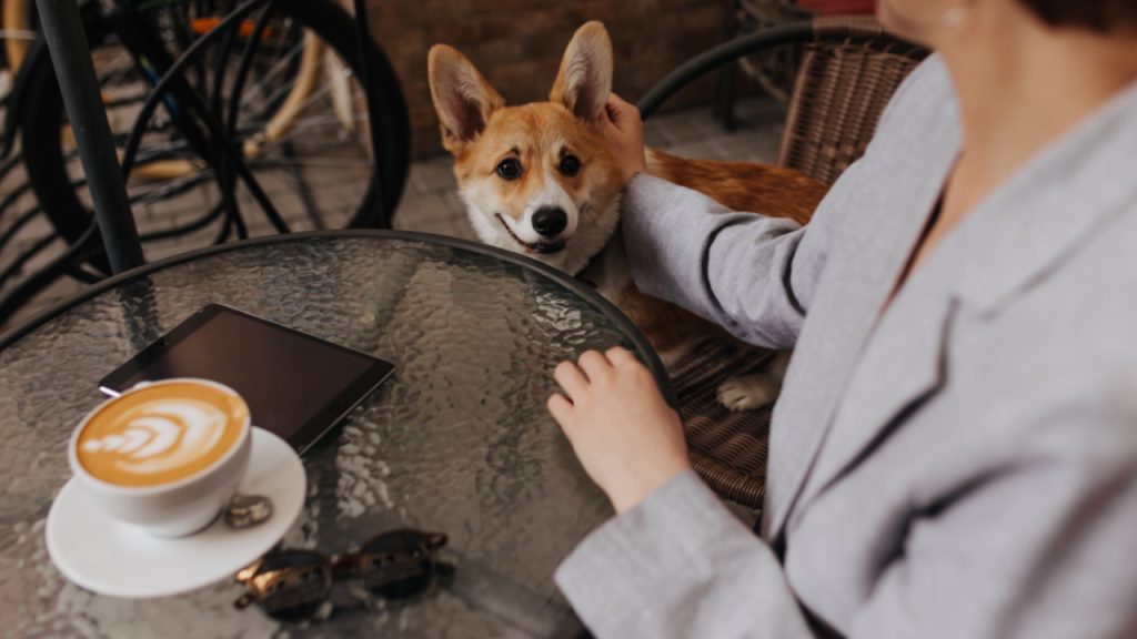 Is Costa Coffee Dog Friendly? Everything you Need to Know for 2024